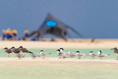 Tygodniowe Kitesafari